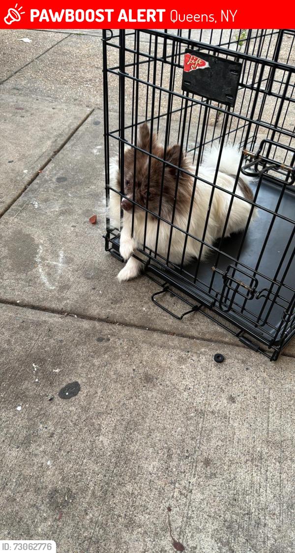 Lost Male Dog last seen 86th street queens ozone park , Queens, NY 11416