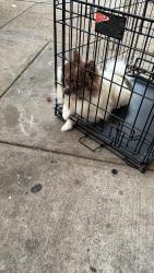 Lost Male Dog last seen 86th street queens ozone park , Queens, NY 11416