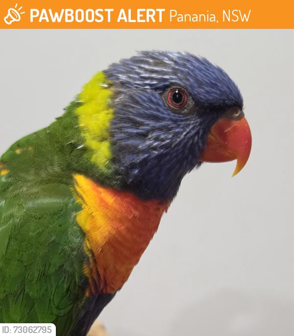Found/Stray Unknown Bird last seen Panania, Panania, NSW 2213