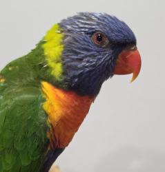 Found/Stray Unknown Bird last seen Panania, Panania, NSW 2213
