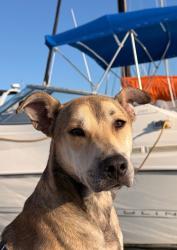 Shelter Stray Male Dog last seen W Point Loma Boulevard, San Diego, CA, 92107, 5500 Gaines St, San Diego, CA 92110, USA