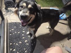Found/Stray Male Dog last seen Near Ellis elementary, Nevada, TX 75173