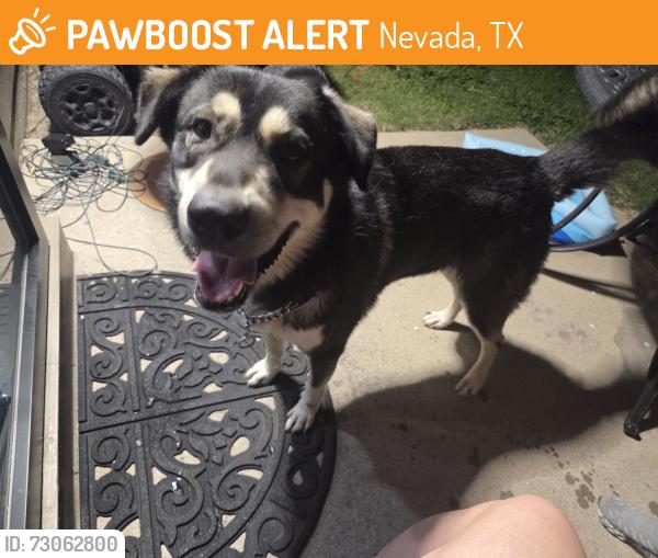 Found/Stray Male Dog last seen Near Ellis elementary, Nevada, TX 75173