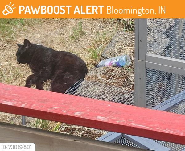 Found/Stray Unknown Cat last seen Near S Brandon Court Seattle WA, Bloomington, IN 47401