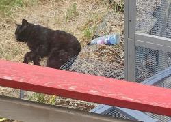 Found/Stray Unknown Cat last seen Near S Brandon Court Seattle WA, Bloomington, IN 47401