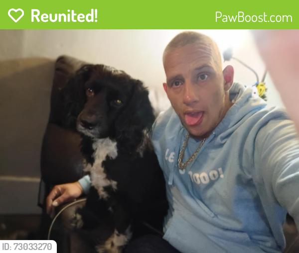 Reunited Male Dog last seen Near w Gardner ave , Spokane, WA 99201