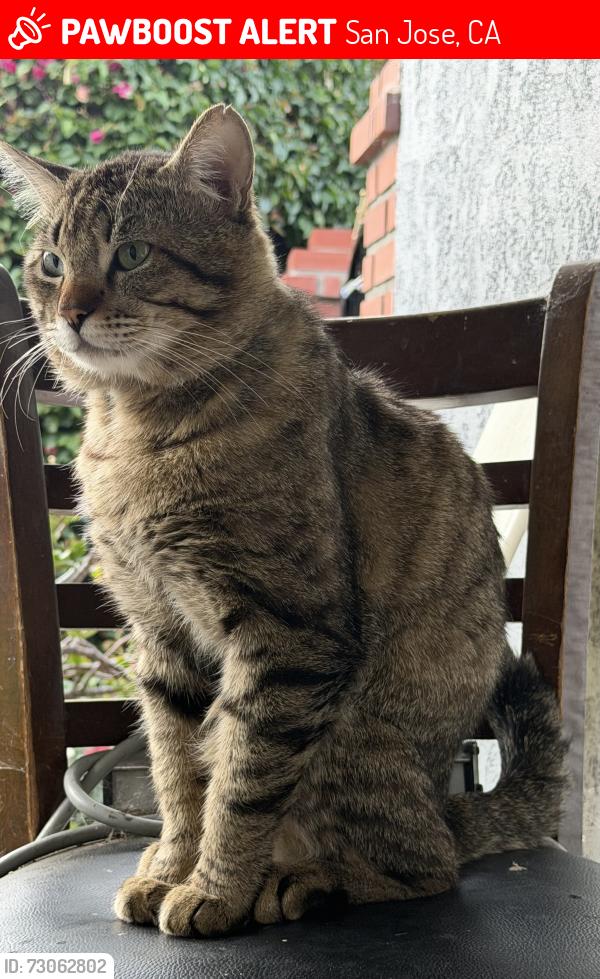 Lost Male Cat last seen Wayland, San Jose, CA 95118