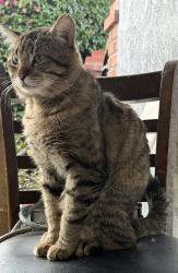 Lost Male Cat last seen Wayland, San Jose, CA 95118