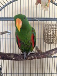 Lost Male Bird last seen San Antonio court, Watsonville, CA 95076