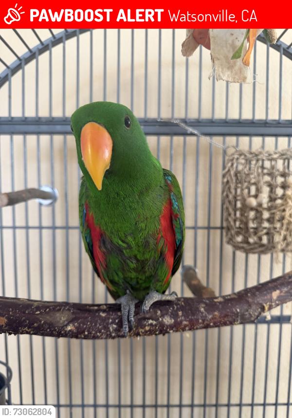 Lost Male Bird last seen San Antonio court, Watsonville, CA 95076