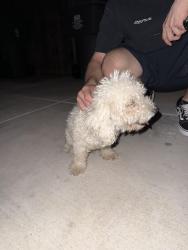 Found/Stray Male Dog last seen Monitor and Berkshire, Bakersfield, CA 93307