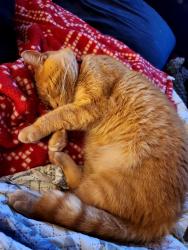 Lost Female Cat last seen North Buckhorn, Hoodsport, WA 98548