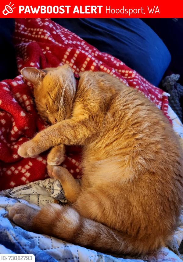 Lost Female Cat last seen North Buckhorn, Hoodsport, WA 98548