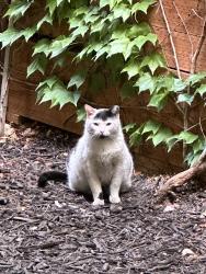 Found/Stray Unknown Cat last seen Creek run way / Midvillage Blvd, Sandy, UT 84070
