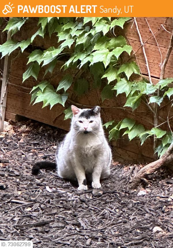 Found/Stray Unknown Cat last seen Creek run way / Midvillage Blvd, Sandy, UT 84070
