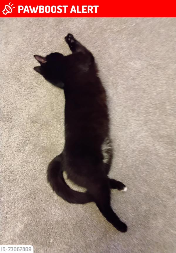 Lost Female Cat last seen Saxon way, tudor way , Dersingham, England PE31