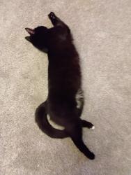Lost Female Cat last seen Saxon way, tudor way , Dersingham, England PE31