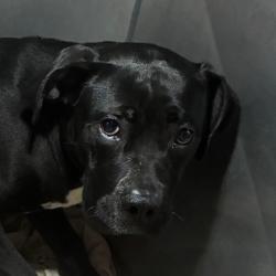 Shelter Stray Female Dog last seen , Animal Care & Control Team of Philly, 111 W Hunting Park Ave, Philadelphia, PA 19140, USA