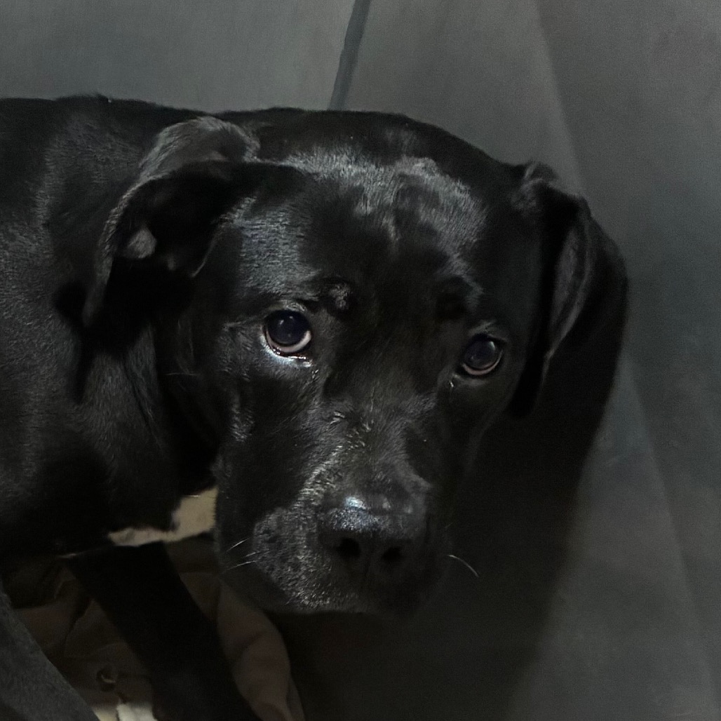 Shelter Stray Female Dog last seen , Animal Care & Control Team of Philly, 111 W Hunting Park Ave, Philadelphia, PA 19140, USA