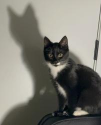 Reunited Female Cat last seen Alleyway connecting Bryan St. and Durham St. , Philadelphia, PA 19119