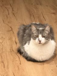 Lost Male Cat last seen Muscatel ave, Rosemead, CA 91770