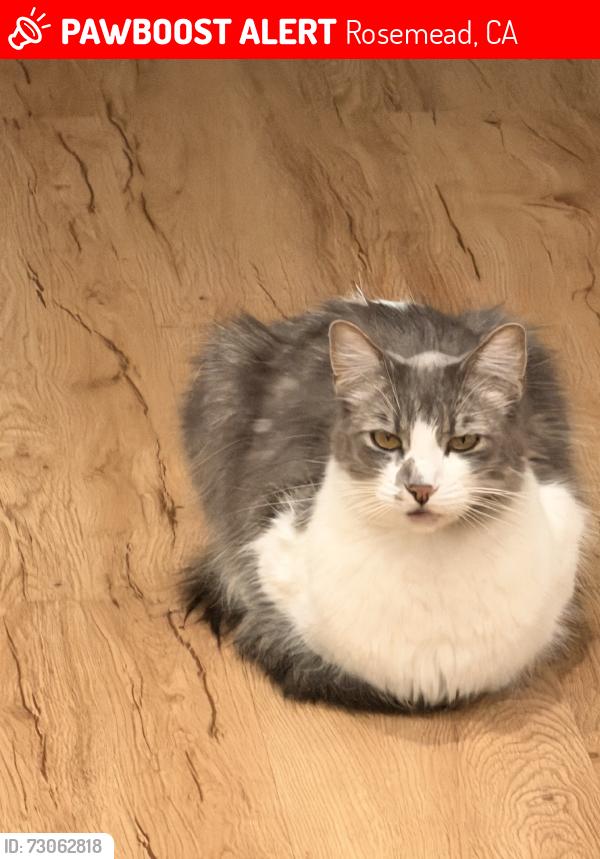 Lost Male Cat last seen Muscatel ave, Rosemead, CA 91770
