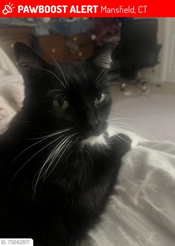 Lost Male Cat last seen Renwood apmts, Mansfield, CT 06268
