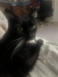 Lost Male Cat last seen Renwood apmts, Mansfield, CT 06268
