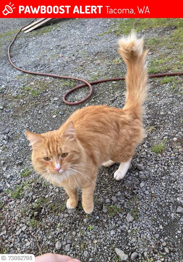 Lost Male Cat last seen Jackson’s / Shell 10716 Pacific Ave S, Tacoma, WA 98444, Tacoma, WA 98444