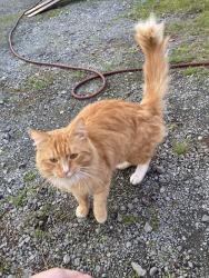 Lost Male Cat last seen Jackson’s / Shell 10716 Pacific Ave S, Tacoma, WA 98444, Tacoma, WA 98444