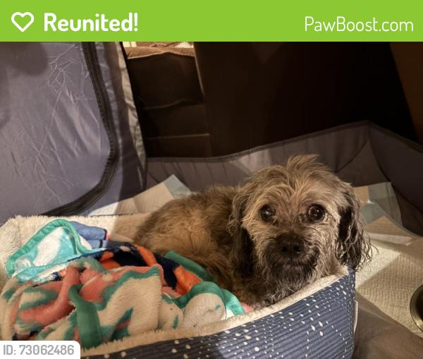 Reunited Male Dog last seen Amboy Road and Beach Avenue, Staten Island, NY 10306