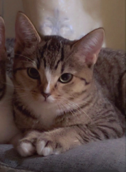 Lost Female Cat last seen Near bell street apmts. , Fremont, CA 94536