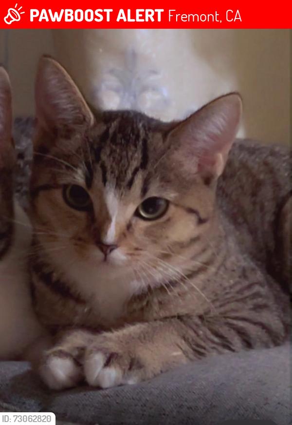 Lost Female Cat last seen Near bell street apmts. , Fremont, CA 94536