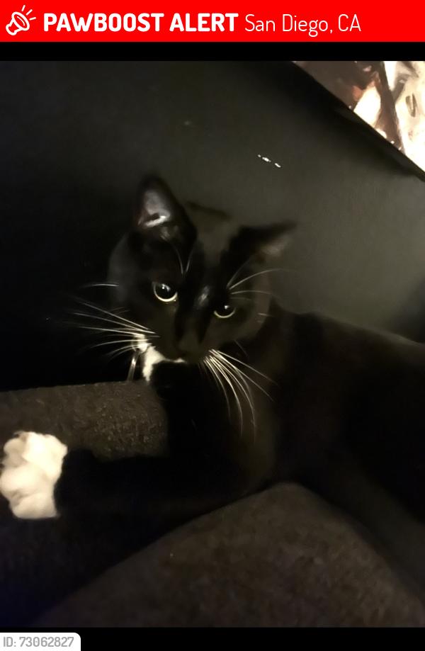 Lost Female Cat last seen Hillcrest San Diego 92103, San Diego, CA 92103