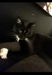 Lost Female Cat last seen Hillcrest San Diego 92103, San Diego, CA 92103