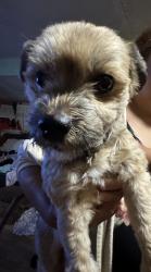 Reunited Female Dog last seen 138th St S and 10th Ave S, Parkland, WA 98444