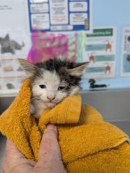 Shelter Stray Male Cat last seen Near BLOCK WOODROW AVE, BAKERSFIELD CA 93308, 3951 Fruitvale Ave, Bakersfield, CA 93308, USA