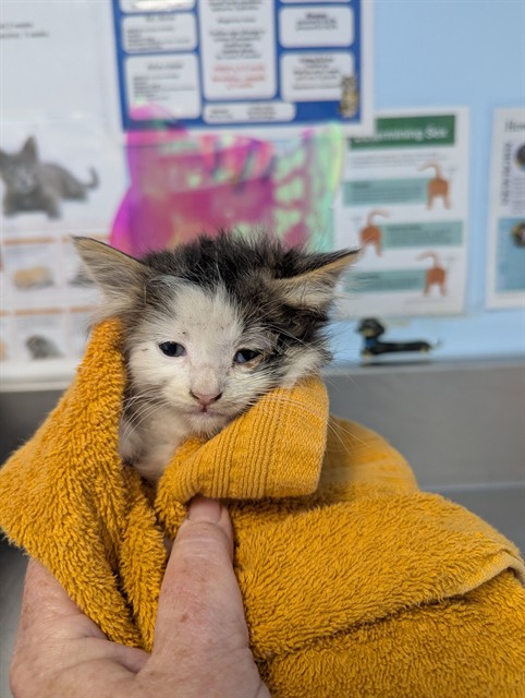 Shelter Stray Male Cat last seen Near BLOCK WOODROW AVE, BAKERSFIELD CA 93308, 3951 Fruitvale Ave, Bakersfield, CA 93308, USA