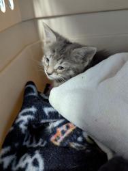 Shelter Stray Female Cat last seen Near BLOCK WOODROW AVE, BAKERSFIELD CA 93308, 3951 Fruitvale Ave, Bakersfield, CA 93308, USA