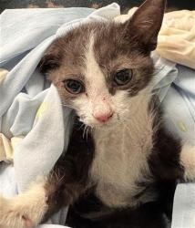 Shelter Stray Female Cat last seen Near BLOCK SHELLIE MARIE AVE, BAKERSFIELD CA 93314, 3951 Fruitvale Ave, Bakersfield, CA 93308, USA