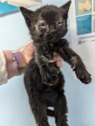 Shelter Stray Male Cat last seen Near BLOCK B ST, ROSAMOND CA 93560, 3951 Fruitvale Ave, Bakersfield, CA 93308, USA