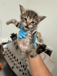 Shelter Stray Female Cat last seen Near BLOCK HAMBLEN CT, 3951 Fruitvale Ave, Bakersfield, CA 93308, USA