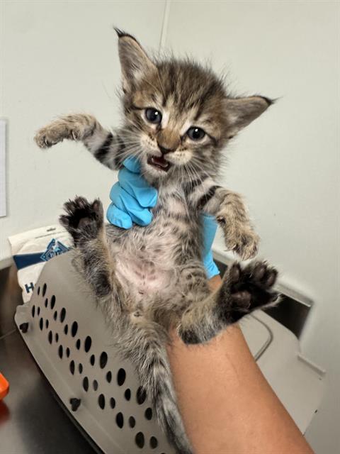 Shelter Stray Female Cat last seen Near BLOCK HAMBLEN CT, 3951 Fruitvale Ave, Bakersfield, CA 93308, USA