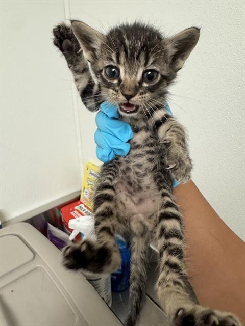 Shelter Stray Male Cat last seen Near BLOCK HAMBLEN CT, 3951 Fruitvale Ave, Bakersfield, CA 93308, USA