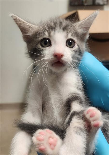 Shelter Stray Male Cat last seen Near BLOCK POND RD, MCFARLAND CA 93250, 3951 Fruitvale Ave, Bakersfield, CA 93308, USA