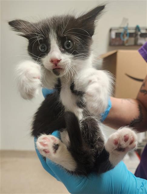 Shelter Stray Male Cat last seen Near BLOCK POND RD, MCFARLAND CA 93250, 3951 Fruitvale Ave, Bakersfield, CA 93308, USA