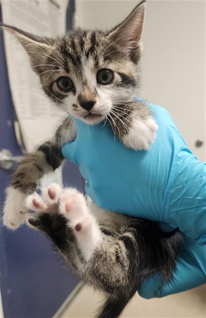 Shelter Stray Female Cat last seen Near BLOCK POND RD, MCFARLAND CA 93250, 3951 Fruitvale Ave, Bakersfield, CA 93308, USA