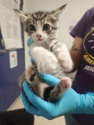 Shelter Stray Female Cat last seen Near BLOCK POND RD, MCFARLAND CA 93250, 3951 Fruitvale Ave, Bakersfield, CA 93308, USA