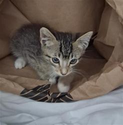 Shelter Stray Male Cat last seen Near BLOCK FRUITVALE AVE, BAKERSFIELD CA 93308, 3951 Fruitvale Ave, Bakersfield, CA 93308, USA