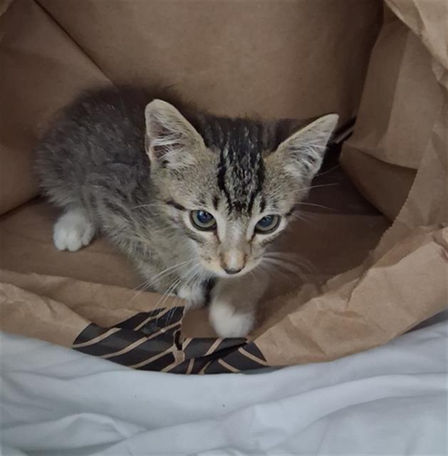 Shelter Stray Male Cat last seen Near BLOCK FRUITVALE AVE, BAKERSFIELD CA 93308, 3951 Fruitvale Ave, Bakersfield, CA 93308, USA